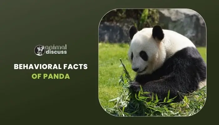 Behavioral Facts of Giant Panda - Animal Discuss