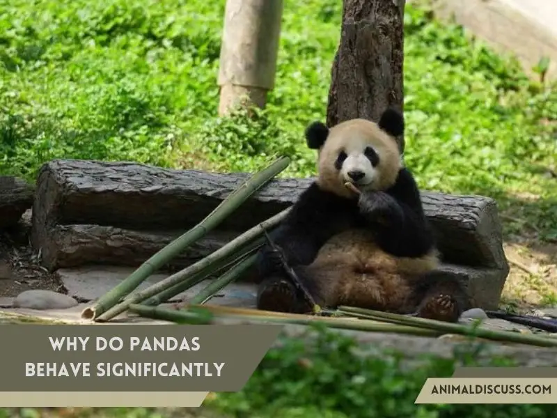 Why do Pandas behave significantly