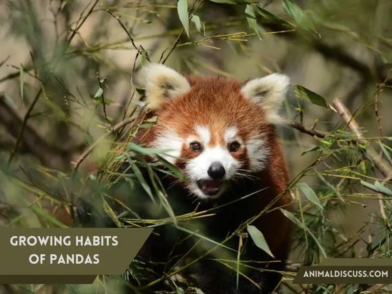 Growing Habits of Pandas