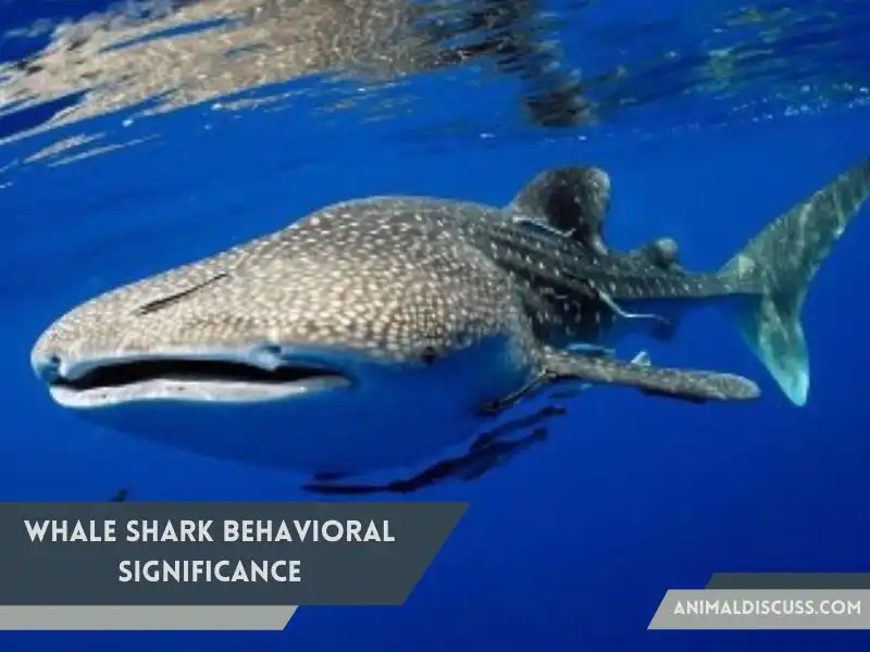 Whale Shark behavioral significance