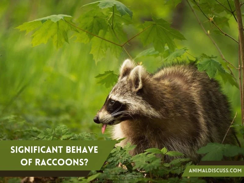 Why Do Raccoons Behave Significantly