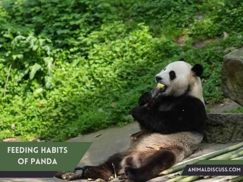 Feeding habits of Panda
