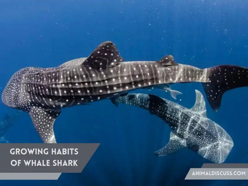 Growing Habits of Whale Shark