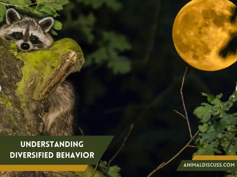 The Significance of Understanding Diversified Behavior of Raccoon