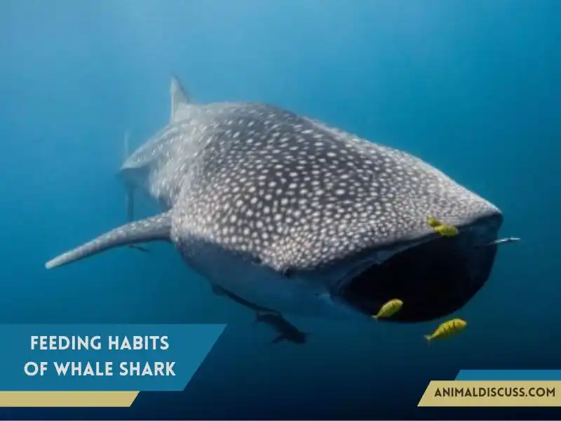 Feeding habits of Whale Shark
