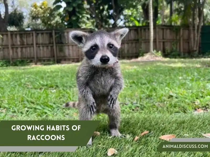 Growing Habits of Raccoons