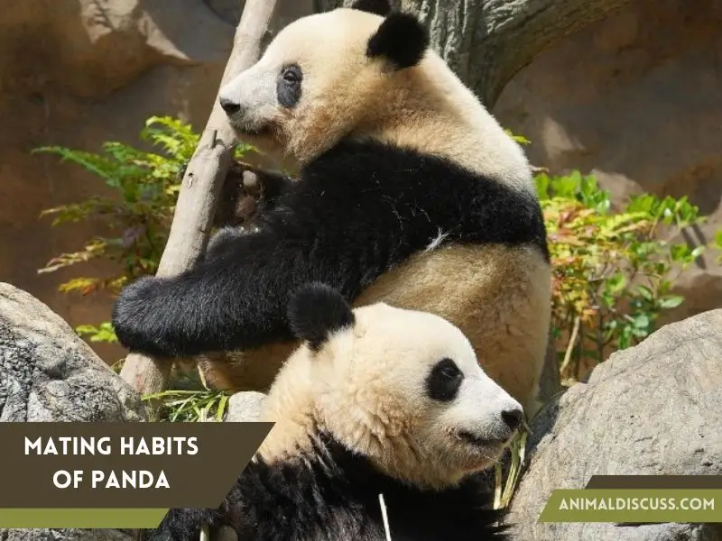 Mating Habits of Panda