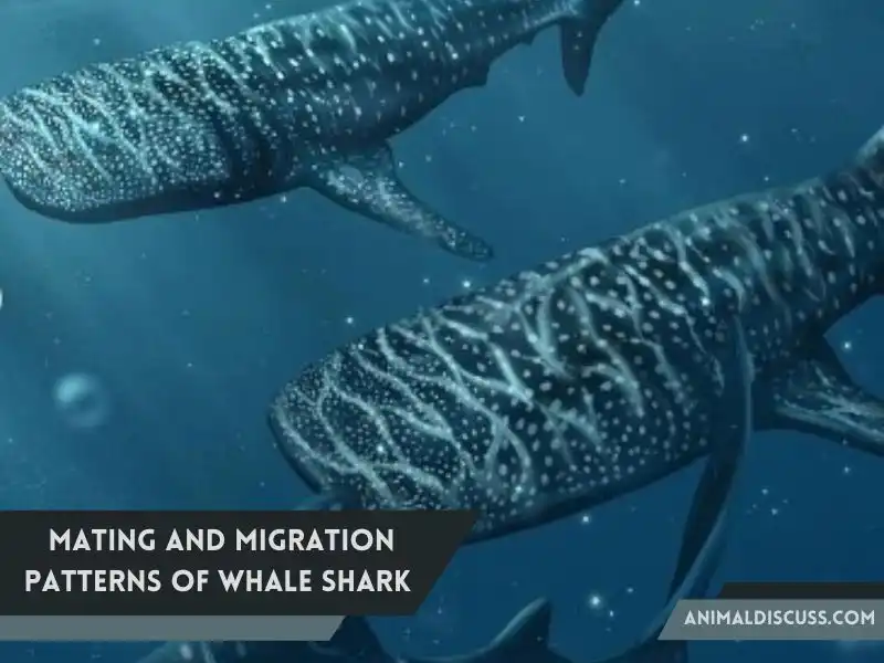 Mating _ Migration Patterns of Whale Shark