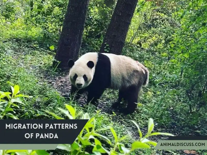 Migration Patterns of Panda
