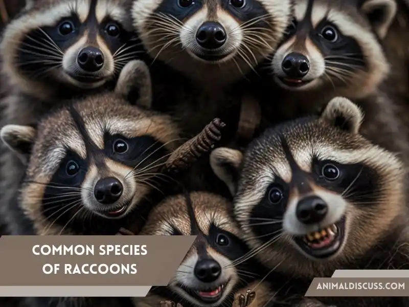 Physical Differences Among Common Species of Raccoons