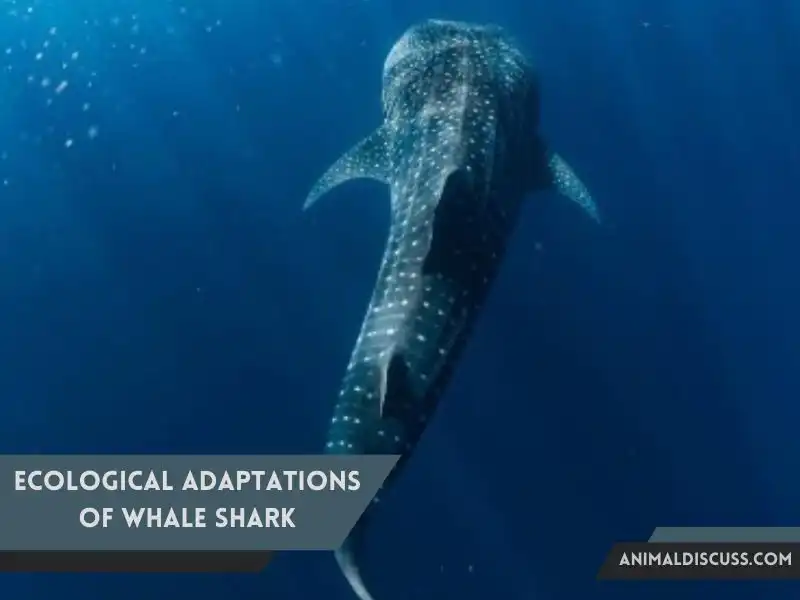 Ecological adaptations of Whale Shark