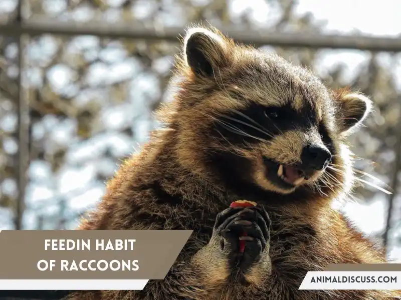 Feeding Habits of Raccoons