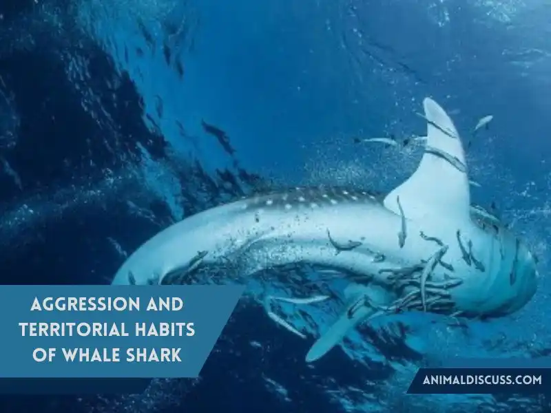 Aggression and territorial habits of Whale Shark