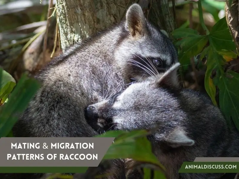 Mating and Migration Patterns of Raccoon