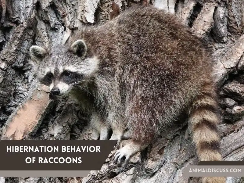 Hibernation Behavior of Raccoons