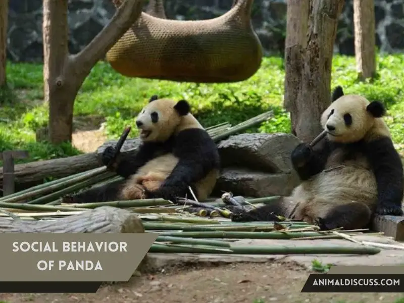 Social Behavior of Panda