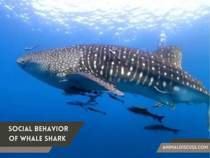 Social Behavior of Whale Shark