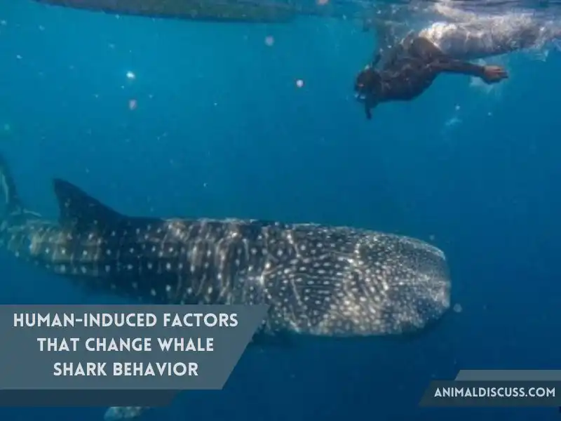 Human-induced factors that change Whale Shark behavior