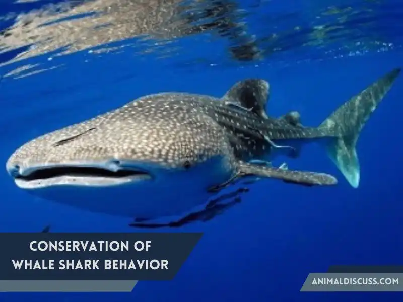 10. Conservation of of Whale Shark behavior