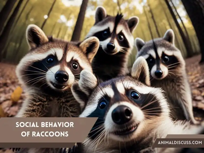 Social Behavior of Raccoons