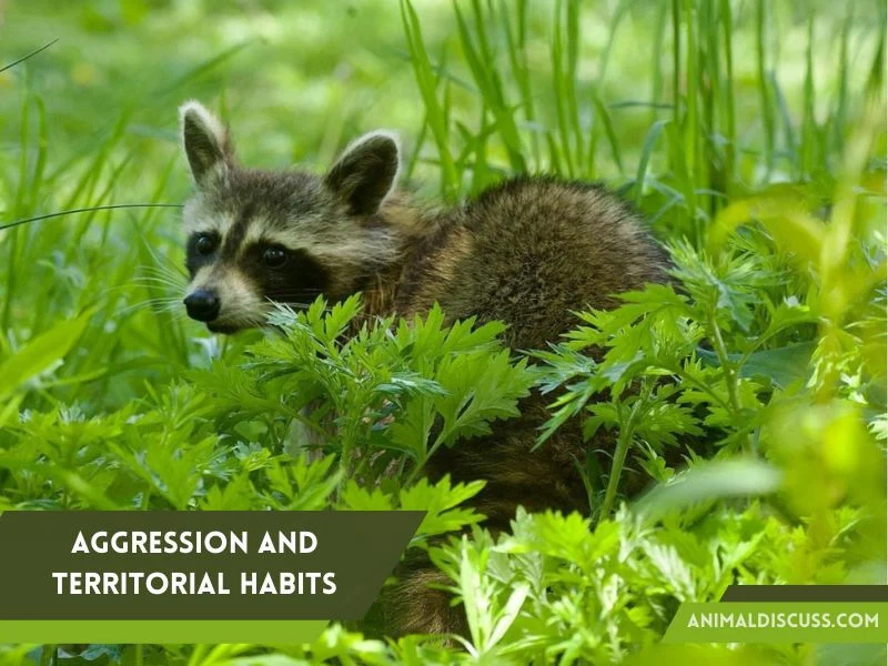 Aggression and Territorial Habits of Raccoons