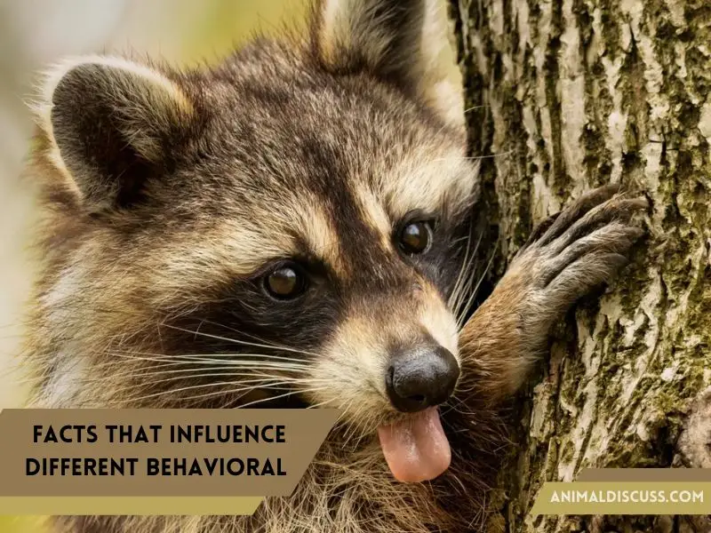 Facts That Influence Different Behavioral Traits of Raccoons