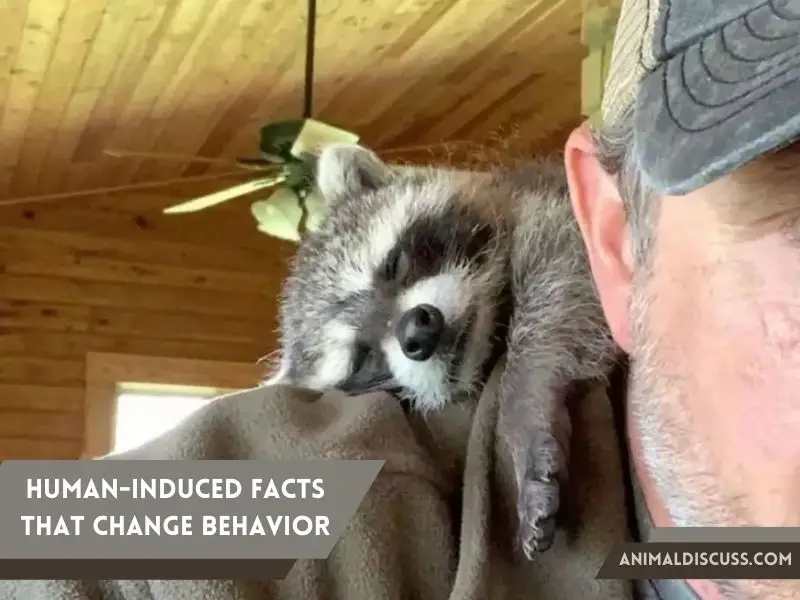 Human-Induced Facts That Change Raccoons Behavior