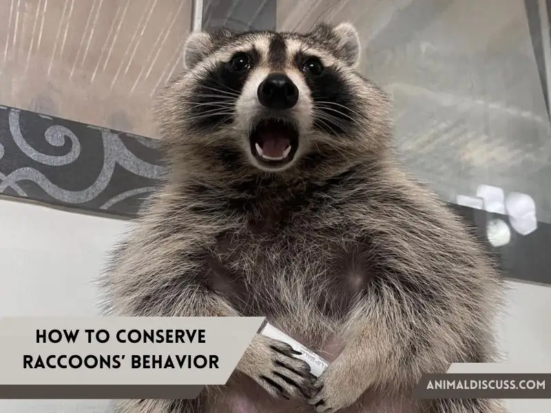 How to Conserve Raccoons’ Behavior