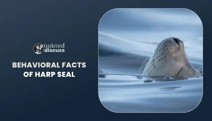 Behavioral Facts of Harp Seal - Animal Discuss