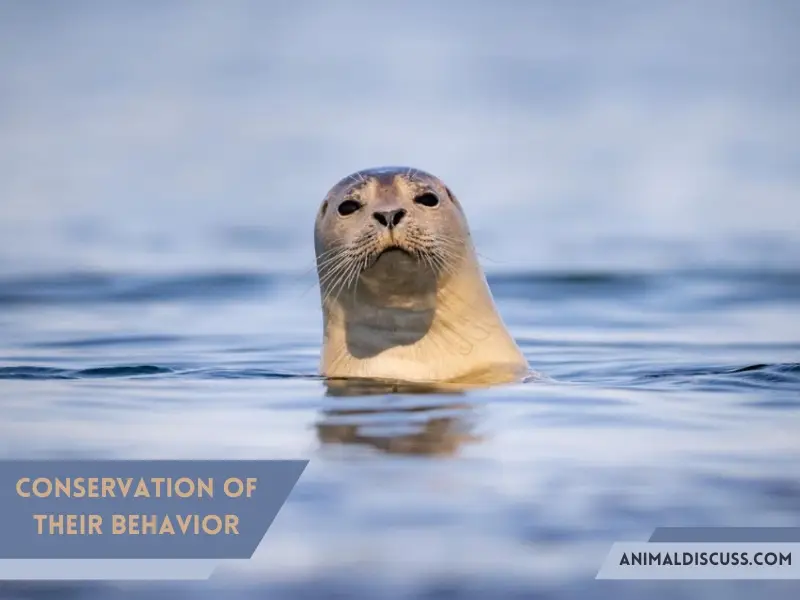 Conservation of Their Behavior - Harp Seal