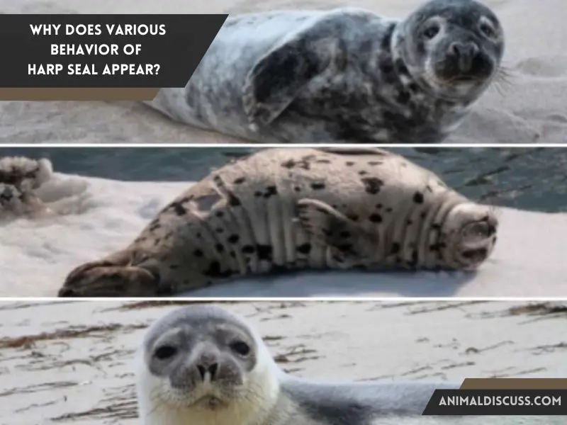 Why does various behavior of Harp Seal appear
