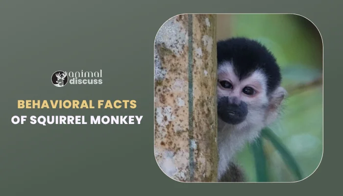 Behavioral Facts Of Squirrel Monkey