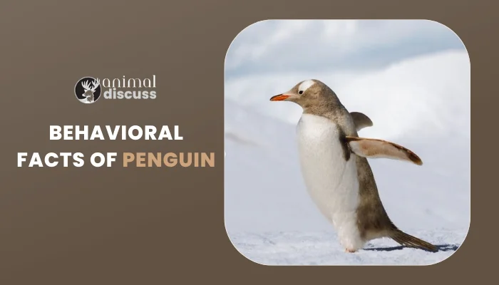Behavioral Facts of Penguin