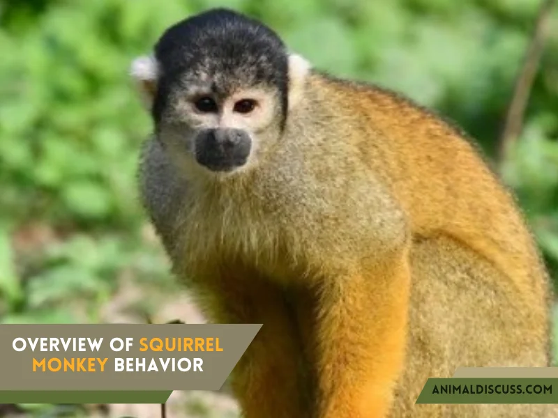 Overview Of Squirrel Monkey Behavior