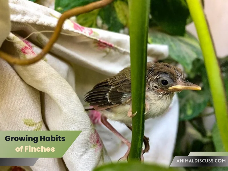 Growing Habits of Finches