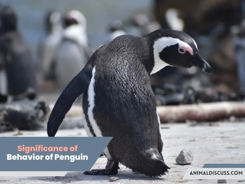 Significance of understanding the behavior of Penguin