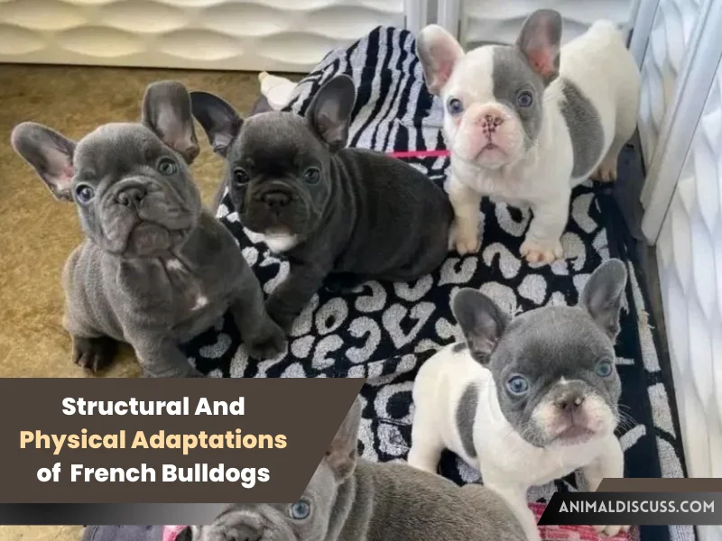 Structural _ Physical Adaptations of French Bulldogs