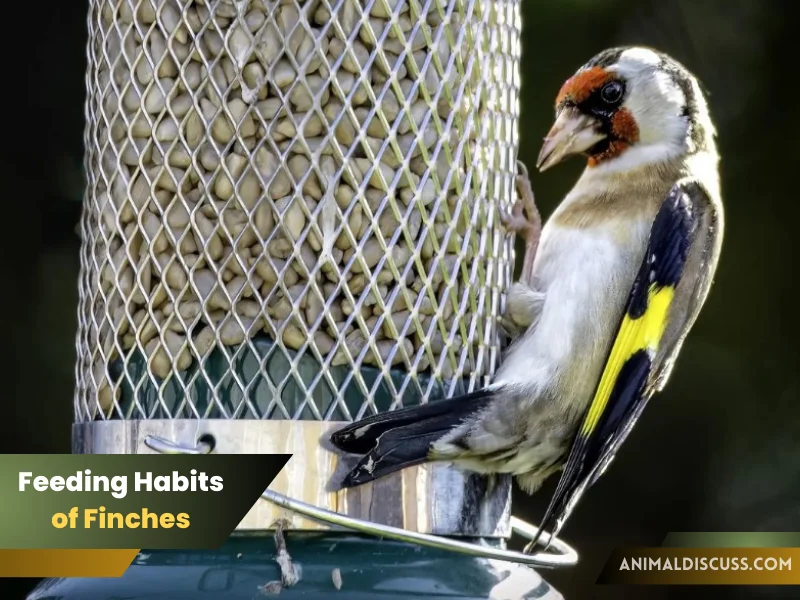 Feeding Habits of Finches