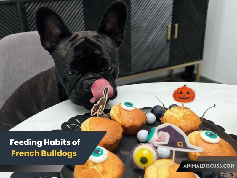 Feeding Habits of French Bulldogs