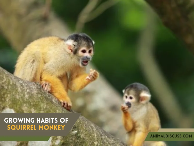 Growing Habits Of Squirrel Monkey