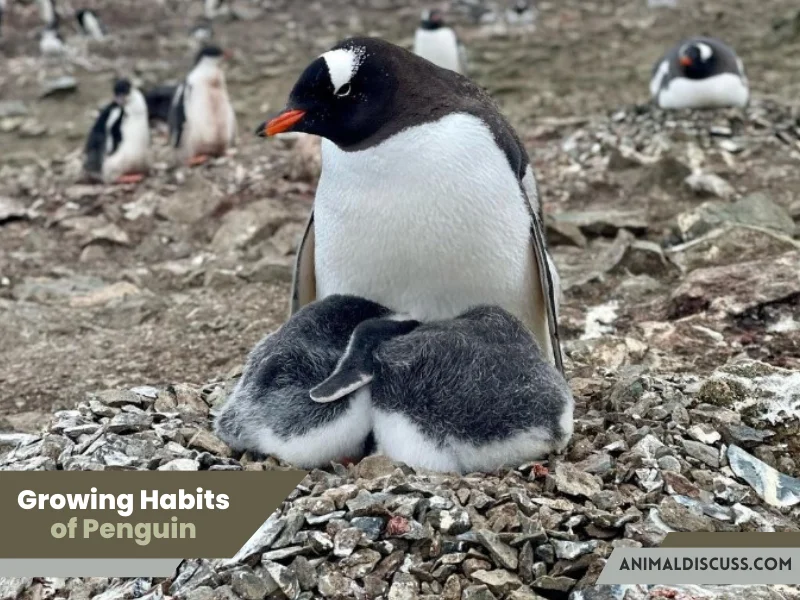 Growing Habits of Penguin