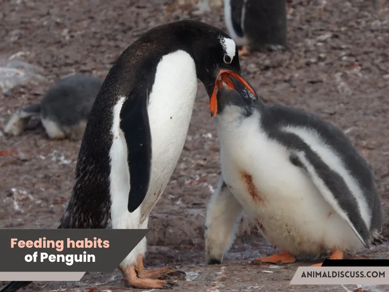 Feeding habits of Penguin