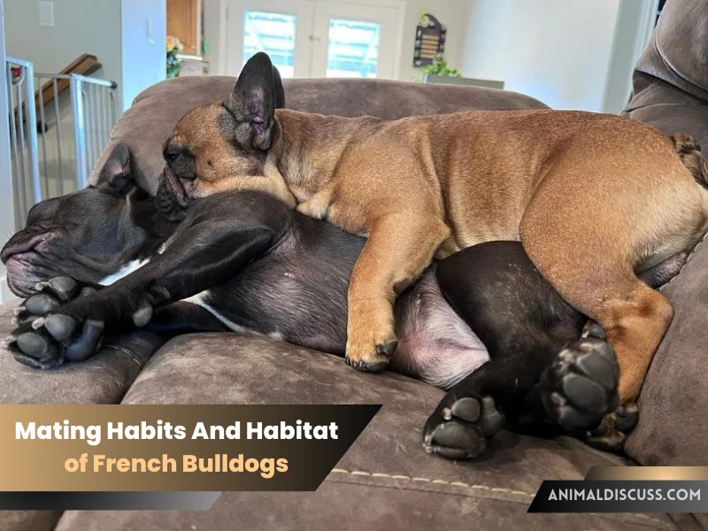 Mating Habits And Habitat of French Bulldogs