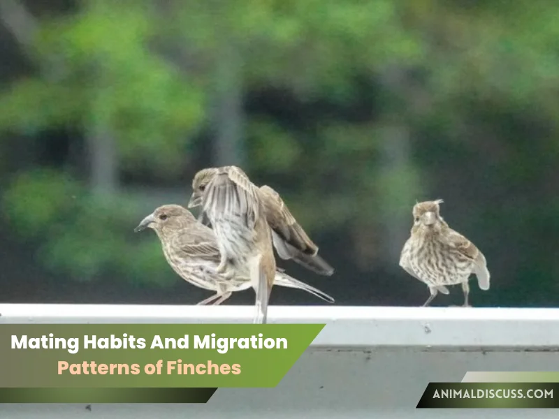 Mating Habits And Migration Patterns of Finches