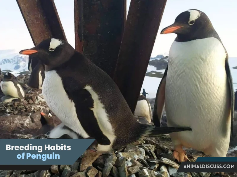 Breeding Habits of Penguin