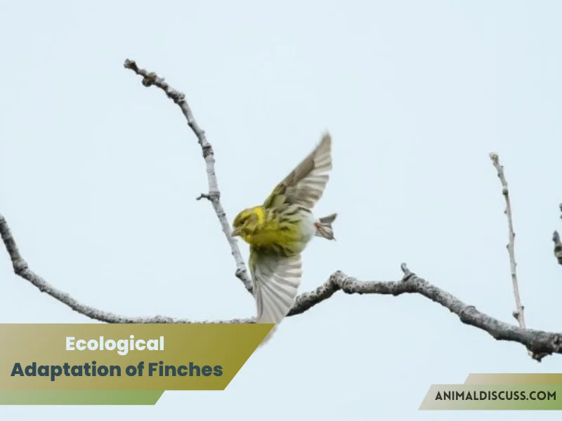 Ecological Adaptation of Finches
