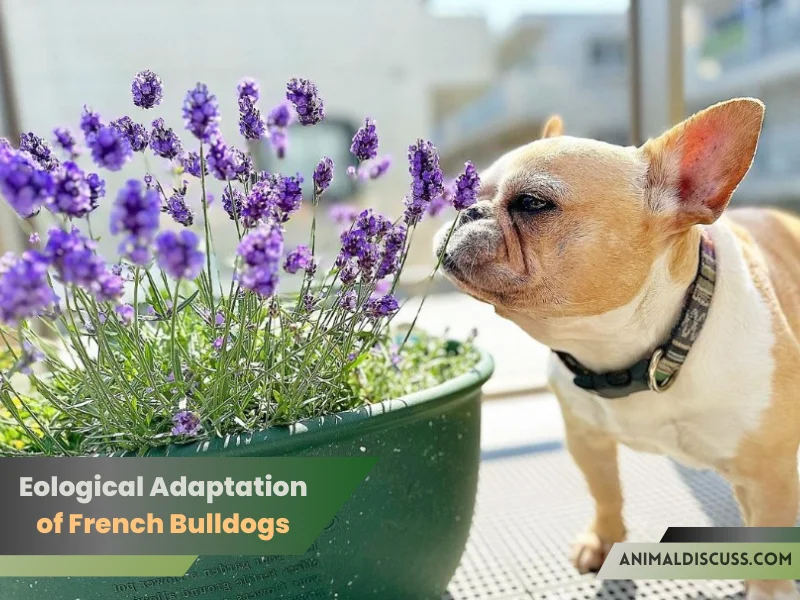 Ecological Adaptation of French Bulldogs