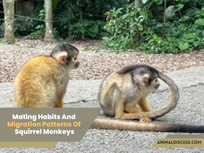 Mating Habits And Migration Patterns Of Squirrel Monkeys