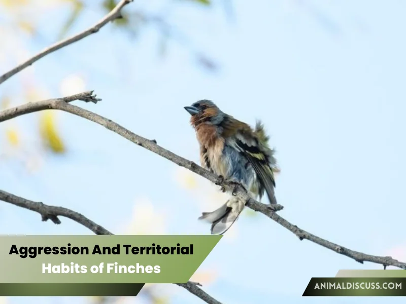 Aggression And Territorial Habits of Finches