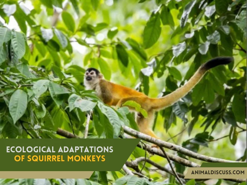 Ecological Adaptations Of Squirrel Monkeys